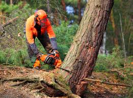 Best Tree Trimming and Pruning  in The Hills, NJ